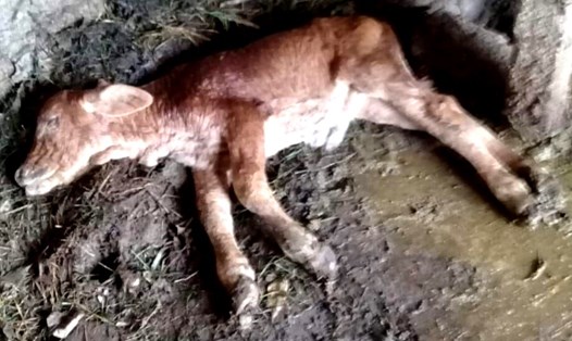 Một con bò bị chết do bệnh viêm da nổi cục tại Quảng Bình. Ảnh: LPL