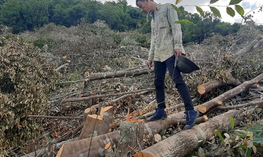 Nạn chặt phá rừng tái sinh ở tiểu khu 231, xã Suối Tân, huyện Cam Lâm, Khánh Hòa. Ảnh: L.Đ