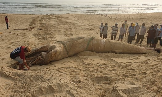 Xác cá voi nặng 4 tấn trôi dạt vào bờ biển Quảng Nam. Ảnh: Hồng Anh