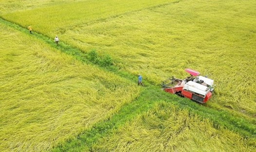 Xuất khẩu gạo lạc quan đẩy giá lúa, gạo tăng trở lại. Ảnh: TTXVN