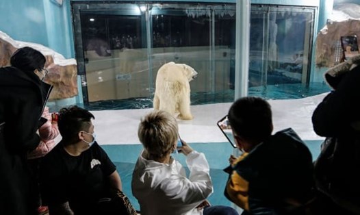 Du khách chụp hình con gấu Bắc Cực trong chuồng nuôi ở một khách sạn mới mở tại Cáp Nhĩ Tân. Ảnh: AFP