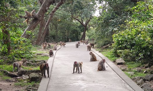 Đàn khỉ vàng trên đảo Rều. Ảnh: Nguyễn Hùng