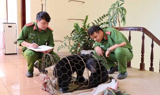 Hai cá thể gấu ngựa được cơ quan chức năng tỉnh Lai Châu giải cứu khi đang chuẩn bị bị giao dịch. Ảnh: ENV cung cấp