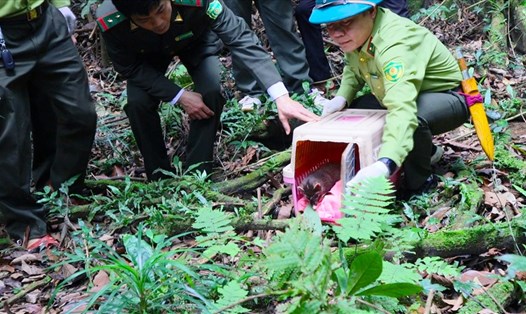 Ông Nguyễn Văn Chính - Giám đốc Rừng Quốc gia Cúc Phương trực tiếp tái thả động vật hoang dã trước đây. Ảnh: Quỳnh Hương