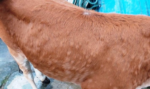 Bệnh viêm da nổi cục trên đàn trâu, bò đang có chiều hướng lây lan nhanh trên địa bàn tỉnh Ninh Bình. Ảnh: TT