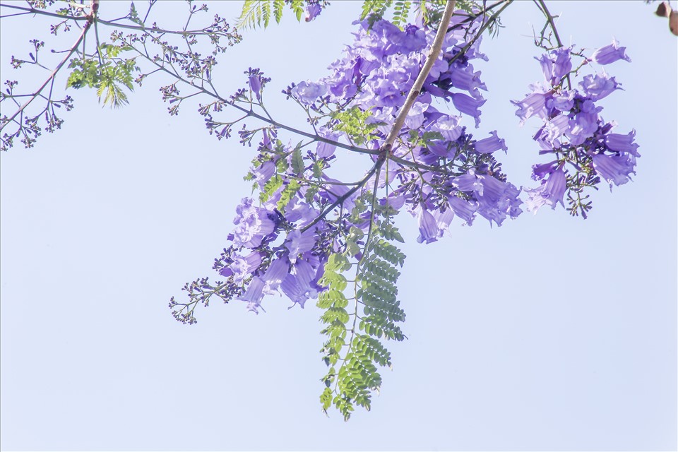 Phượng tím nhuộm màu mộng mơ cho phố núi Đà Lạt. Ảnh: TT