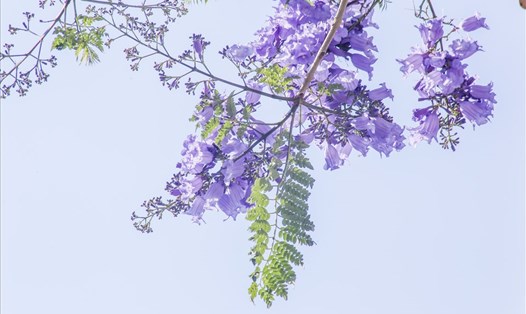 Phượng tím nhuộm màu mộng mơ cho phố núi Đà Lạt. Ảnh: TT