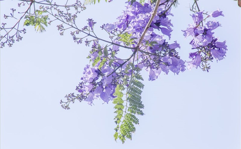 Phượng tím nhuộm màu mộng mơ cho phố núi Đà Lạt. Ảnh: TT