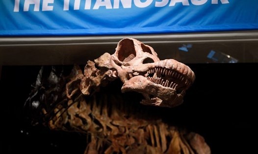 Titanosaur là loài khủng long ăn thực vật khổng lồ nhất trái đất. Ảnh: AFP
