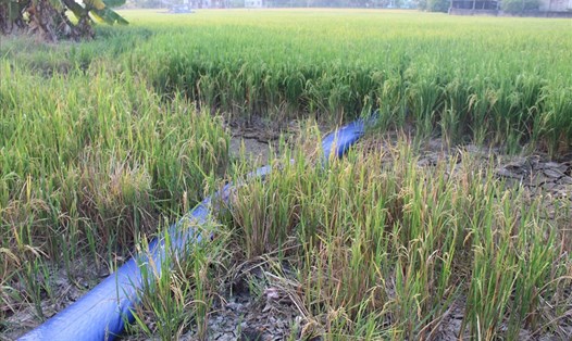 Nhiều diện tích lúa ở Long An bị thiệt hại nặng trong mùa khô 2019 - 2020. Ảnh: K.Q