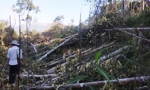 Hiện trường vụ phá rừng ở huyện Ea H'Leo (Đắk Lắk) trong dịp Tết Nguyên đán 2021. Ảnh: T.X