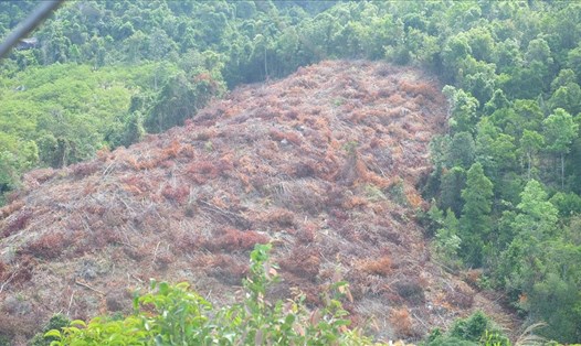 Hiện trường vụ phá rừng tại tiểu khu 231, xã Suối Tân, huyện Cam Lâm, Khánh Hòa. Ảnh: Nhiệt Băng