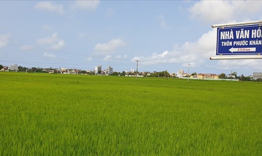Những thửa ruộng ở thôn Phước Khánh, xã Hòa Trị, huyện Phú Hòa, Phú Yên được các đối tượng thu mua. Ảnh: Q.