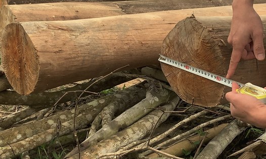 Một hình ảnh trong loạt bài phá rừng ở Nậm Pồ do PV ghi nhận.
