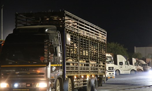 Xe chở lợn nhập khẩu ở Cửa khẩu Quốc tế Lao Bảo. Ảnh: HT.