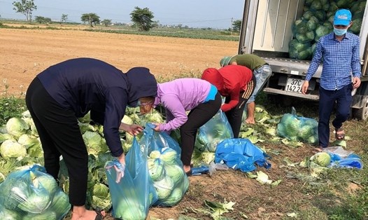 Cán bộ Công đoàn "giải cứu" bắp cải tồn đọng cho nông dân Diễn Châu (Nghệ An). Ảnh: DC