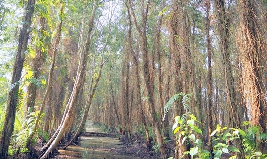 Trên 17.000 ha rừng tràm U Minh Hạ (Cà Mau) đã kiệt nước, báo động cháy tăng từng ngày do nắng nóng, thời tiết hanh khô. Ảnh: Nhật Hồ