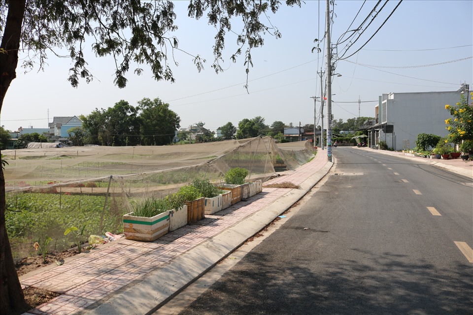 Khu đất chuyên canh trồng rau ở huyện Hóc Môn này có nguy cơ sớm biến mất để nhường cho đất đô thị. Ảnh: Huân Cao