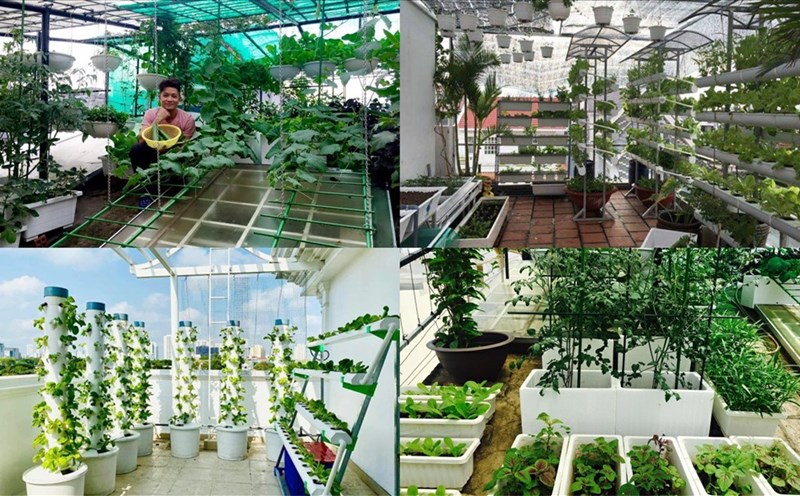 Độc đáo vườn rau xanh “không cần tưới” trên mái nhà của cô giáo ở Thái Bình