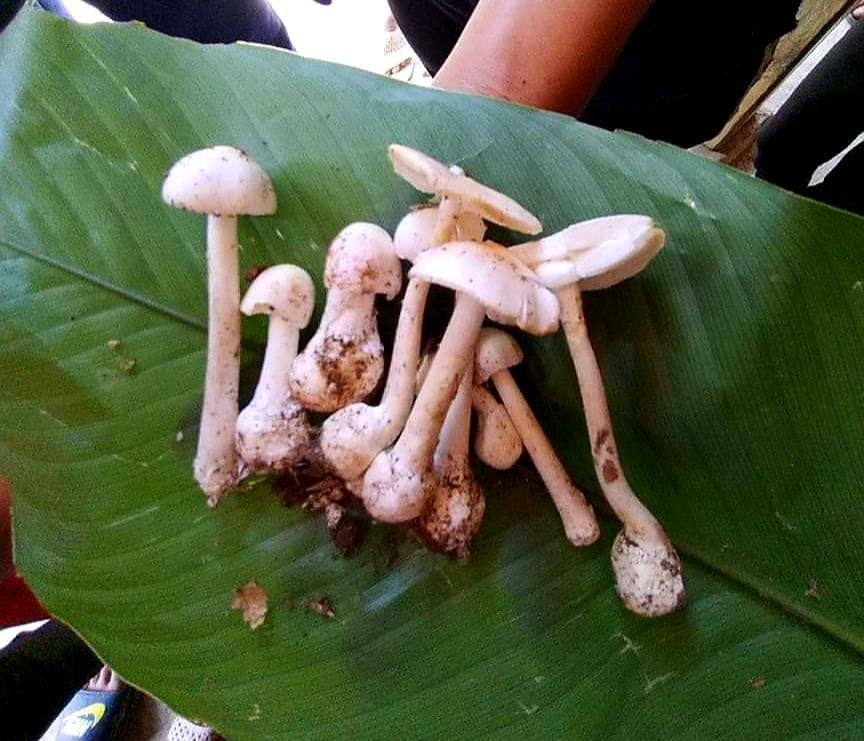 Hình ảnh cây nấm độc mà gia đình anh Tẩn Văn Líu ăn phải. Ảnh: Mai Thanh