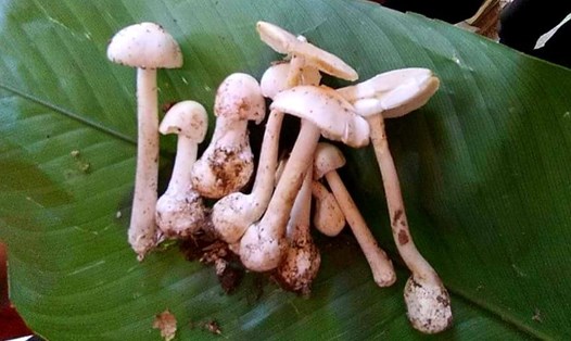 Hình ảnh cây nấm độc mà gia đình anh Tẩn Văn Líu ăn phải. Ảnh: Mai Thanh