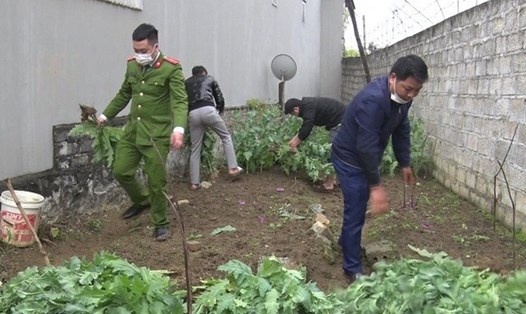 Lực lượng chức năng tiến hành phá bỏ 600 cây thuốc phiện. Ảnh: Công an Lạng Sơn