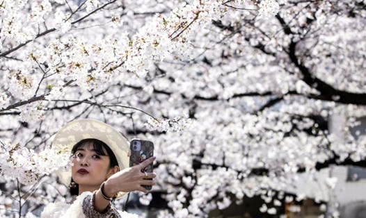 Nhiều người dân Nhật Bản đã quyết định tận dụng thời tiết nắng đẹp và bầu trời trong xanh để chụp những bức ảnh với hoa anh đào. Ảnh: AFP