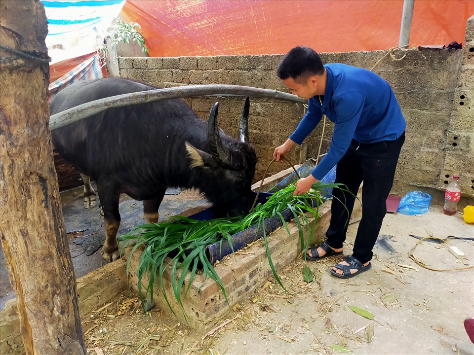 Lễ hội chọi trâu Hải Lựu bị dừng: Người nuôi trâu chọi hụt hẫng