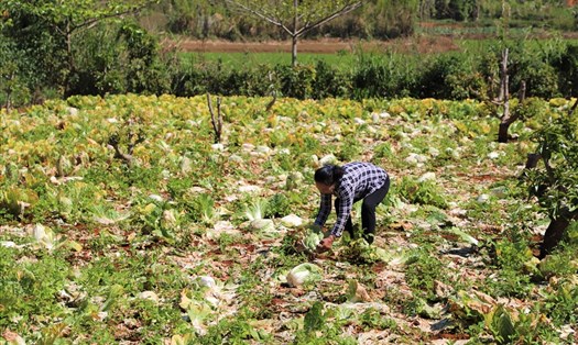 Giá rau rẻ mạt, nông dân ở huyện Đắk Song đành sử dụng cho gia súc, gia cầm ăn. Ảnh: Bảo Lâm