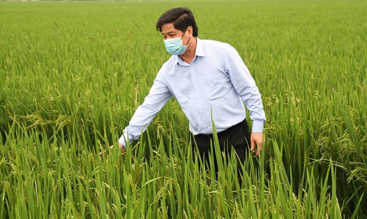 Giá gạo xuất khẩu tăng khiến nông dân và doanh nghiệp kỳ vọng vào xuất khẩu gạo năm 2021. Ảnh: Văn Giang
