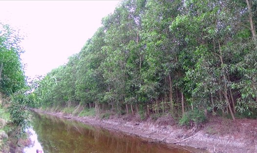 Cây keo lai bén duyên trên đất rừng U Minh, tỉnh Cà Mau đem đến lợi nhuận cao. Ảnh: Nhật Hồ