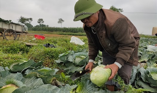 Hàng nghìn tấn rau xanh ở Nghệ An đang tồn đọng chờ giải cứu. Ảnh: TT