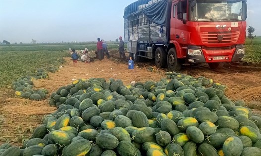 Xe tải thương lái đến thu mua tận ruộng dưa của người dân ở Gia Lai. Ảnh T.Tuấn