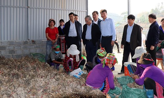 Nguyên Thường trực Ban Bí thư Trần Quốc Vượng cùng đoàn công tác thăm mô hình  trồng tỏi của HTX hoa Nậm Khắt tại xã Nậm Khắt, huyện Mù Cang Chải. (Ảnh: BYB)