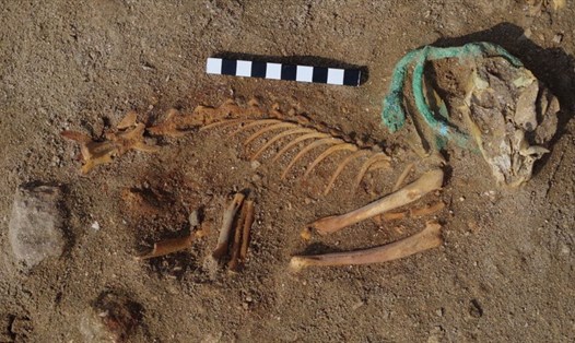 Các nhà khảo cổ Ai Cập phát hiện xác một con mèo đeo vòng cổ bằng đồng. Ảnh: Marta Osypińska/Viện Hàn lâm Khoa học Ba Lan
