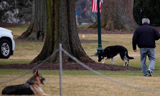 Hai chú chó của ông Joe Biden - Champ và Major ở Nhà Trắng. Ảnh: AFP.