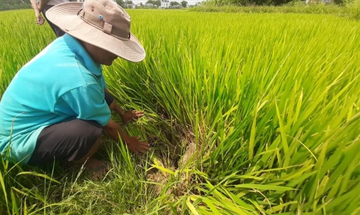 Hàng hecta lúa của người dân nguy cơ mất trắng do thủy điện điều tiết nước thấp. Ảnh: Thanh Chung