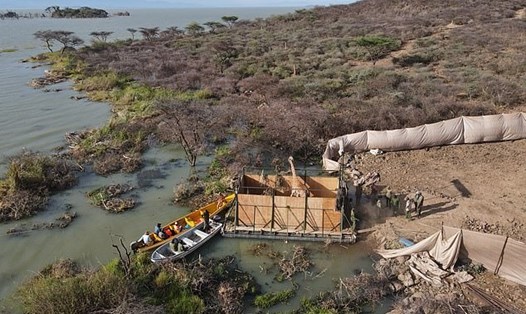 Các nhà bảo tồn động vật nỗ lực giải cứu thành công 9 con hươu cao cổ ra khỏi hòn đảo ngập nước ở Kenya. Ảnh: Dự án giải cứu hươu cao cổ