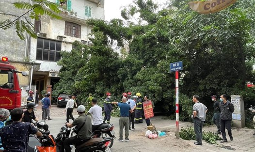 Hiện trường vụ cây đổ trên phố Lê Quý Đôn (Hà Nội). Ảnh: Công Thắng