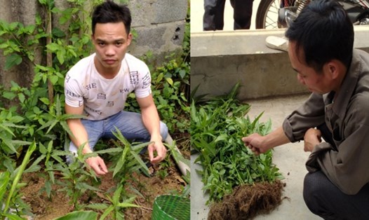 Bùi Văn Đại (áo trắng) và Nguyễn Văn Triệu bên tang vật là số cây cần sa trồng trong vườn nhà. Ảnh: CTV.