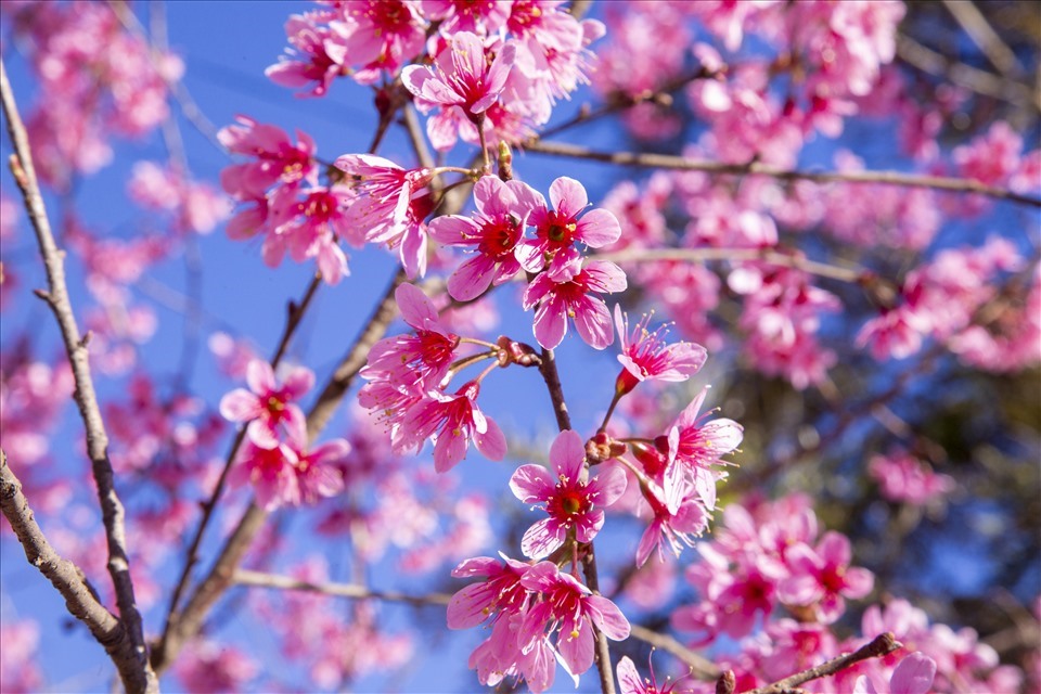 Hơn 3.000 cây Mai Anh Đào dự kiến được trồng tại Đà Lạt