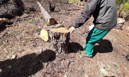 Một vụ phá rừng ở huyện Đam Rông, tỉnh Lâm Đồng (Ảnh: Thế Yên).