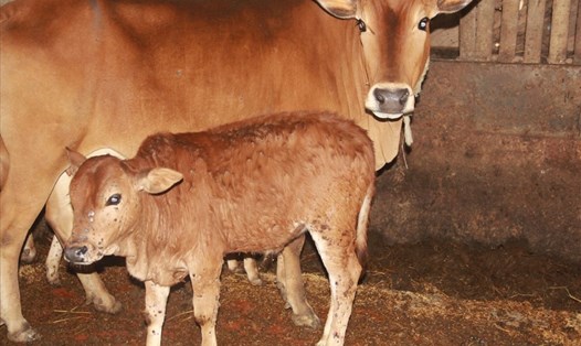 Bệnh viêm da nổi cục lây lan nhanh chóng khiến hàng nghìn hộ chăn nuôi trên địa bàn tỉnh Nghệ An điêu đứng. Ảnh: Trần Tuyên