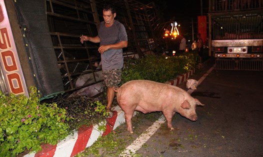 Xe tải chở lợn bị lật ngang đè bẹp dúm de du lịch ở Bình Dương. Ảnh: Đình Trọng