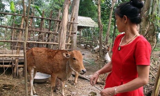 Bà Vi Thị Hùng (xã Tiền Phong, Quế Phong, Nghệ An) bên con bò bị nhiễm bệnh. Ảnh: MN