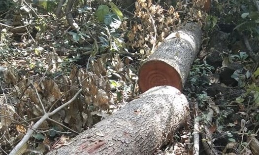 Cây rừng bị đốn hạ để lấy gỗ trong Khu rừng đặc dụng Đray Sáp (tỉnh Đắk Nông). Ảnh: Bảo Lâm