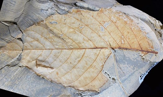 Hóa thạch lá cây họ liễu từ kỷ Paleocen của Colombia (58-60 triệu năm). Ảnh: Viện nghiên cứu nhiệt đới Smithsonian