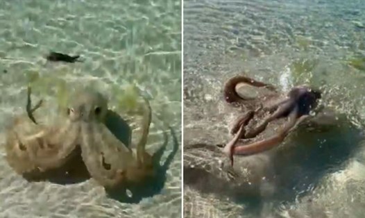 "Con bạch tuộc giận dữ nhất vịnh Geographe" tung đòn xúc tu tới 2 lần với người đàn ông trên bãi biển Australia. Ảnh: Lance Karlson.