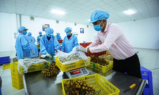 Xuất khẩu rau quả sang Trung Quốc tăng trưởng mạnh trong quý I/2021. Ảnh minh họa: Hồng Nhung