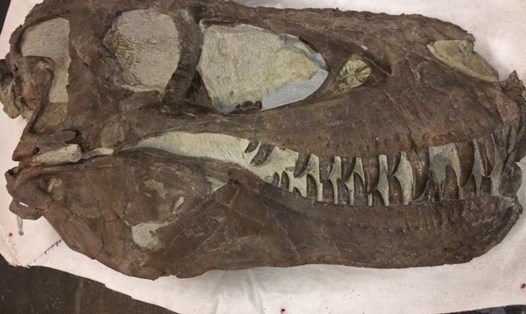 Hóa thạch khủng long bạo chúa ở Utah, Mỹ. Ảnh: Cơ quan quản lý đất đai Utah, Mỹ